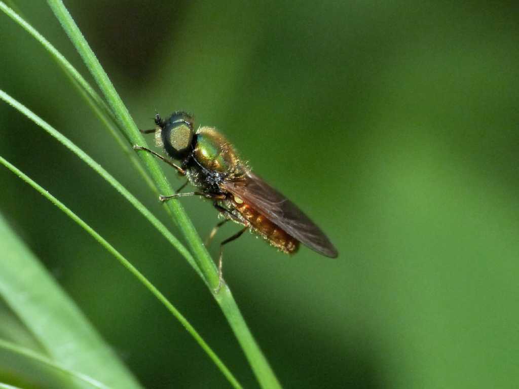 Chloromia formosa maschio e femmina